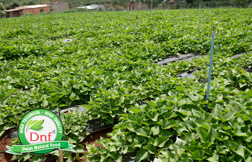 Vùng nguyên liệu khoai lang xanh tốt được DNF tự chủ canh tác, mang thương hiệu Dnf - Dalat Natural Food.